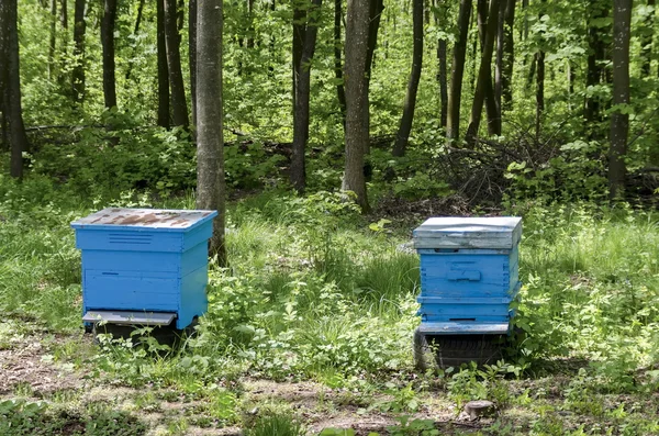 Teil des Bienenhauses mit Blick auf den Bienenstock — Stockfoto