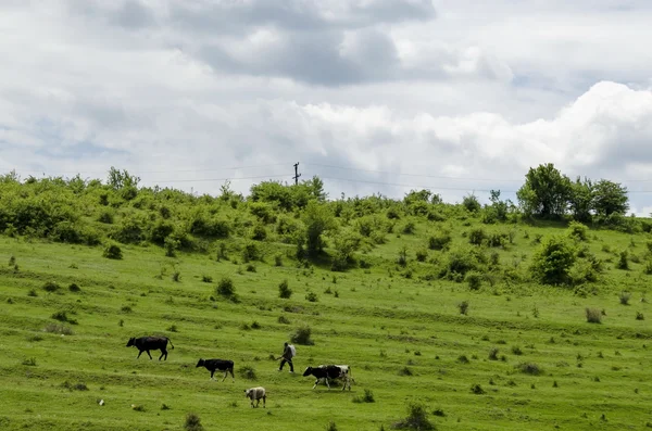 Sullo sfondo del cielo, nuvole e campo con erba, alberi, milch-cow — Foto Stock