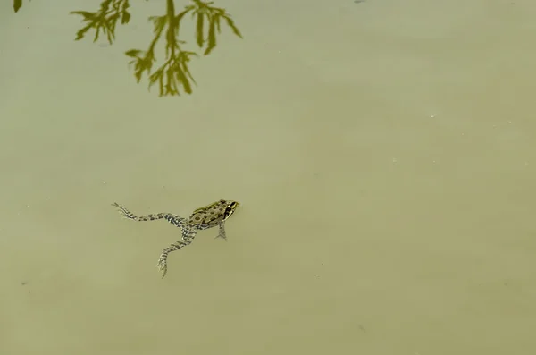 Estanque verde rana o rana especies de anfibios animales acuáticos nadando en el agua —  Fotos de Stock