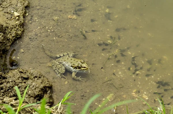 Close up tiro de um sapo leopardo do norte e girinos nadando na água — Fotografia de Stock