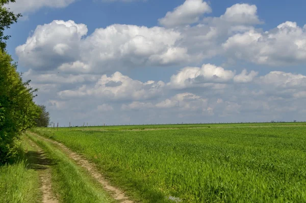 Tło nieba, chmur i kukurydzy pola — Zdjęcie stockowe