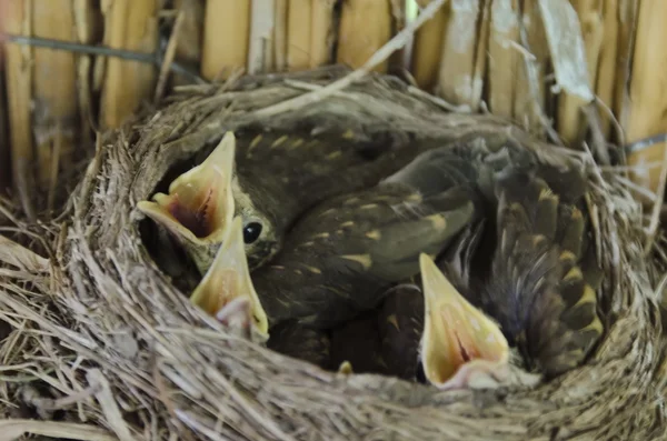 飢餓の新たな本格的な歌姫待機食鳥の巣 — ストック写真