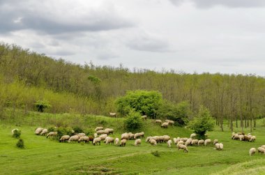 Arka plan gökyüzü, bulutlar, alan, akasya orman ve sürü koyun
