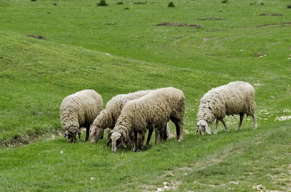 Вид на поле, ліс акації та групові вівці — стокове фото