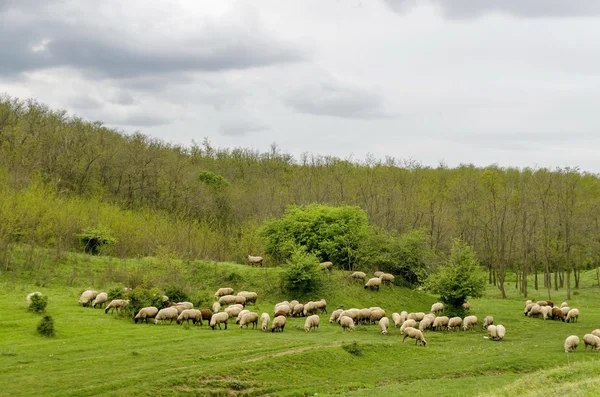Background of sky, clouds, field, acacia forest and  flock sheep — Stock Photo, Image