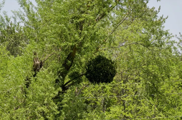 Mistletoe  or Viscum album on the tree — Stock Photo, Image