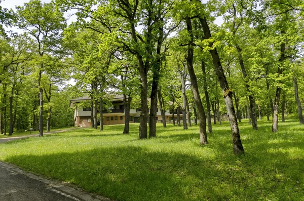 Panorama z ścieżką przez las bujne zielone lato — Zdjęcie stockowe