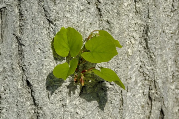 リンデン (菩提樹) 樹皮上新しい萌芽枝の背景 — ストック写真