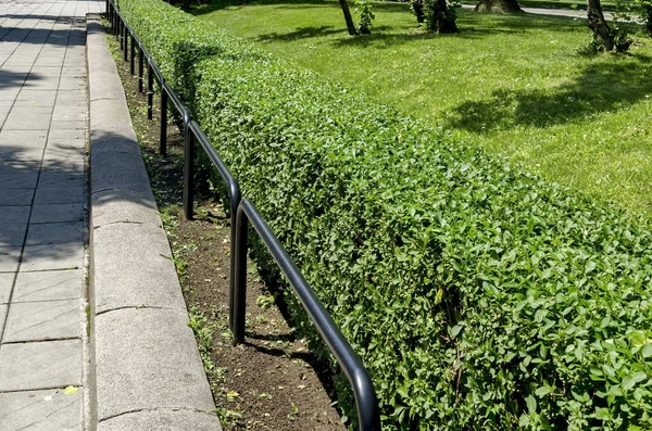 公園の quickset またはヘッジと鉄パイプの柵 — ストック写真