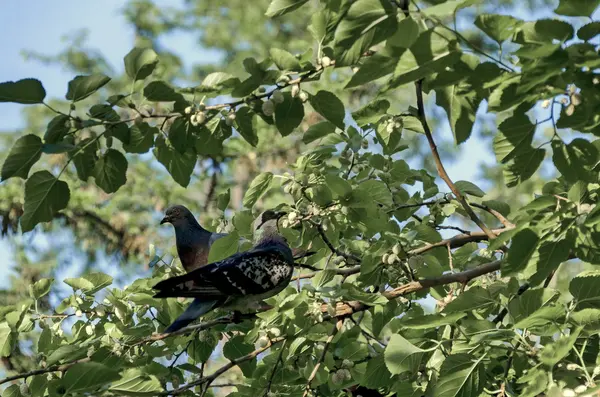 Två duva på gren foder färska mulberry — Stockfoto