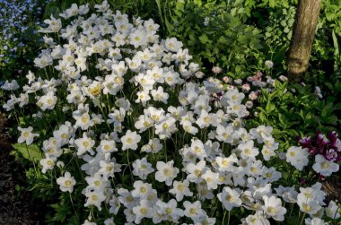 Beyaz Karaca ot, olarak da bilinen Paskalya gül