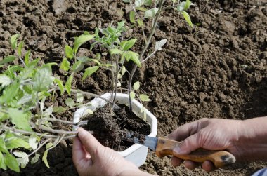 El bıçak fidan ile unroot