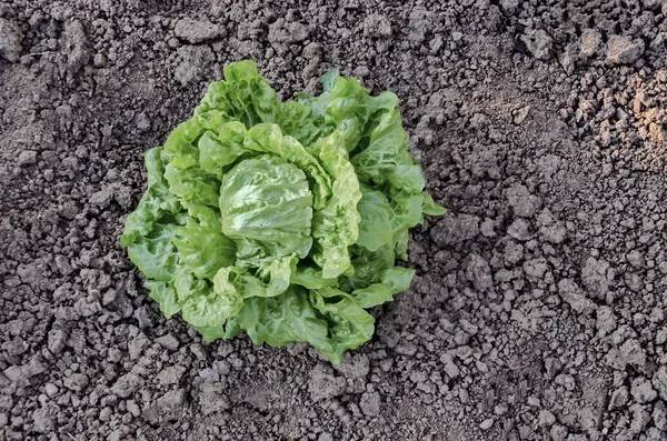 Fresh green butterhead lettuce in the vegetable garden — Stock Photo, Image