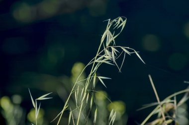 Gölet alanı bitkiler