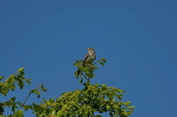 Corn Bunting fågel — Stockfoto