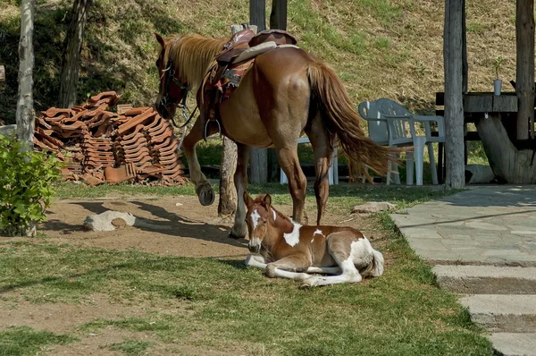 Horse — Stock Photo, Image