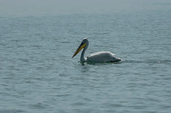 Пеликан плавает в озере — стоковое фото