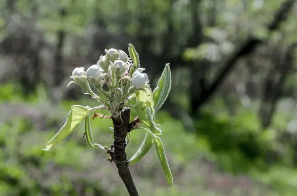 Lille æbletræ blomstre i foråret, lille by værftet - Stock-foto