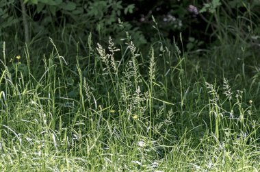 Yeşil Çimen Arkaplanı