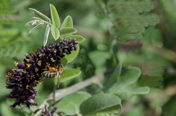 Biene auf Schmetterling oder Buddleja-Strauch, lila Blume im Sommer — Stockfoto