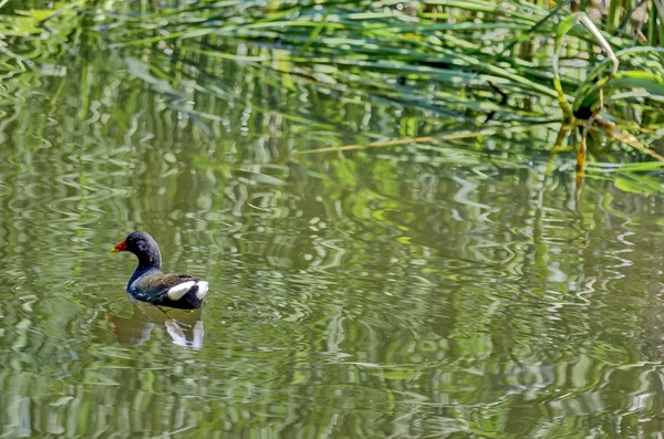 Coot with color feathers  swimming on pond — Stock Photo, Image