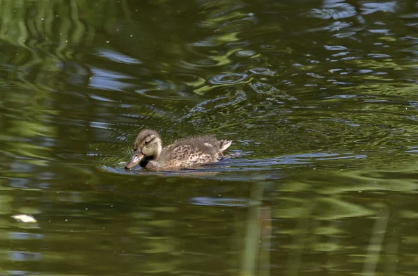 Pato de galinha mallard — Fotografia de Stock