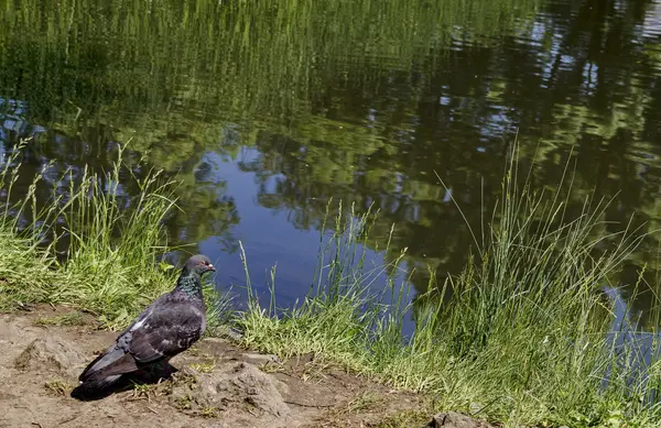 长着斑花相的羽毛的鸽子盯着池塘看 — 图库照片