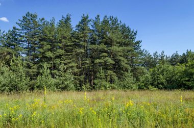 Arka plan gökyüzü, bulutlar, alan ve orman