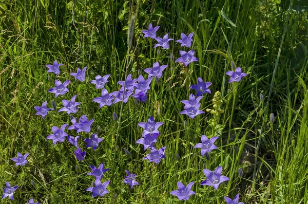 Finom lila vadvirág harebell (harangvirág)-réten — Stock Fotó