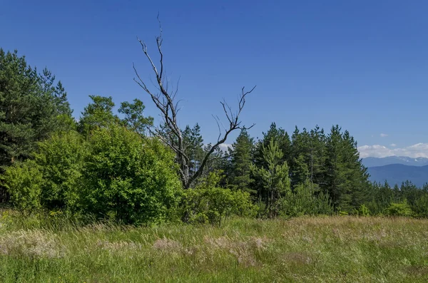 Tło nieba, chmur, pola i lasu — Zdjęcie stockowe