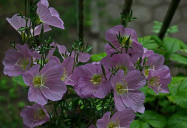 Pembe akşam çuha çiçeği veya çiçek açan Oenothera uzmanı ev, Sofya ve Bulgaristan 'ın balkonunu süslüyor