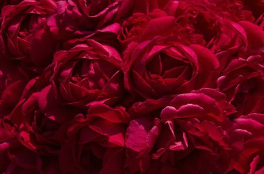 Gül bahçesindeki taze kırmızı güllerin doğal arka planı, Sofya ve Bulgaristan