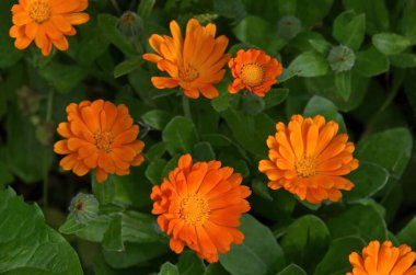 Bahçedeki güzel turuncu kadife çiçeği, Sofya, Bulgaristan