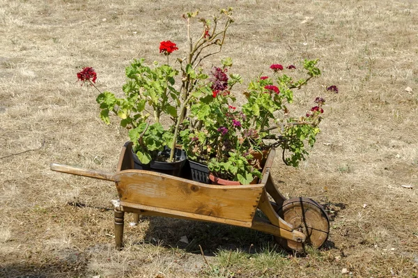 Hřbitov s trávou a pelargonium květina v originální květináče - dřevěné kolečko, Batkun klášter — Stock fotografie