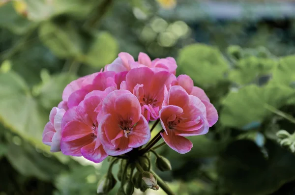 Närbild av rosa blommor (Pelargonium) — Stockfoto