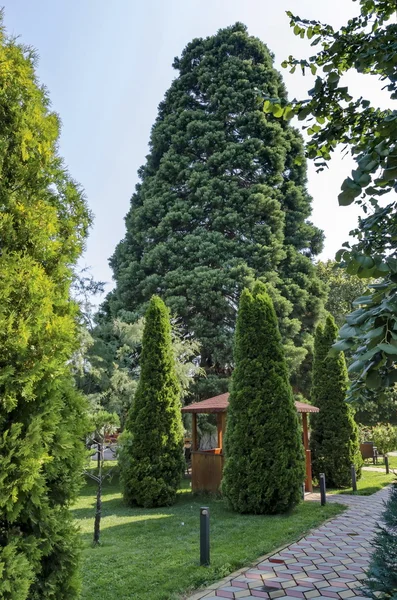 Grupo de árvores diferentes no parque — Fotografia de Stock