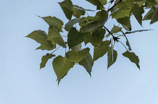 Twig of poplar  (Populus) cover with sunlit autumnal foliage — Stock Photo, Image