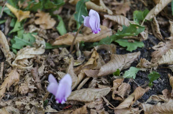 Rose bloom of wild cyclamen flower in the park — Stock Photo, Image