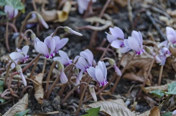 Roze bloei van wild cyclamen bloem in het park — Stockfoto