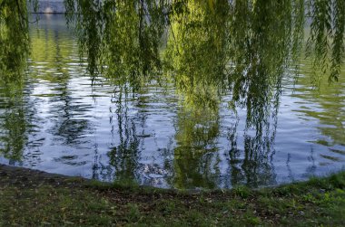 Göl ağlayan Söğüt ve yansıma dalı ile