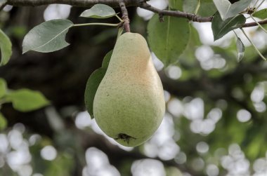 Armut ağacının dallarında sallanan armut meyveleri.