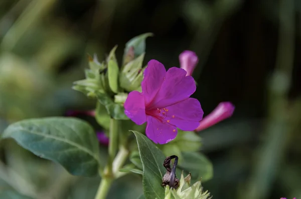 クローズ アップ美容ピンク ガーデン インパチェンスの花 — ストック写真