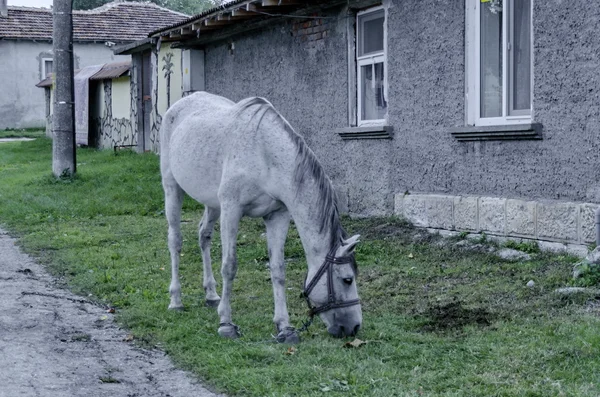 Paard in de wei in de buurt van door thuis — Stockfoto