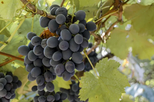 Свіжий стиглий чорний букет винограду для лози — стокове фото
