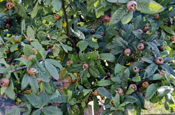 Several fresh medlar fruit in the twig — Stock Photo, Image