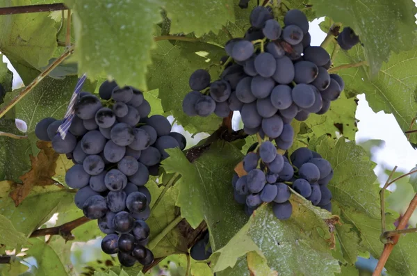 Bouquet de raisins noirs mûrs frais pour la vigne — Photo