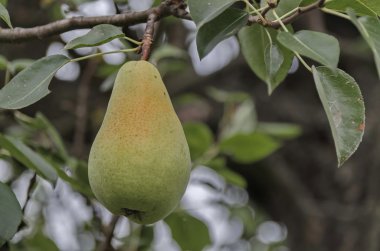 Armut ağacının dallarında sallanan armut meyveleri.