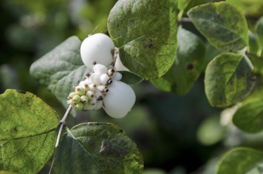 Park, Pancharevo Snowberry albus çalı