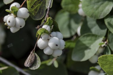 Park, Pancharevo Snowberry albus çalı