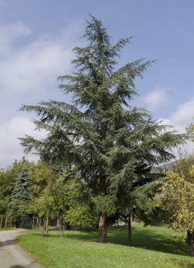 Bilinmeyen kozalaklı ağaç Pancharevo Park